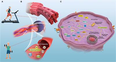 Blood Flow Restriction Training for the Intervention of Sarcopenia: Current Stage and Future Perspective